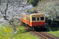 小湊鉄道の桜の写真