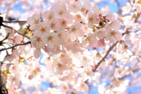 柏尾川プロムナードの桜の写真