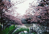 抱湖園（元朝桜）の写真