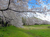 大宮第二公園の桜の写真