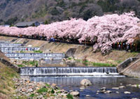 箱根町宮城野早川堤の桜の写真