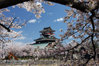 清洲城（清洲公園）の桜の写真