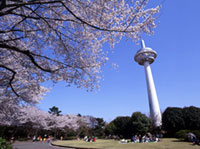 所沢航空記念公園の桜の写真
