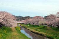 音羽川堤の桜の写真