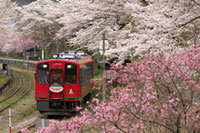 会津鉄道の桜の写真