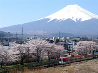 富士急行線 寿駅の桜の写真