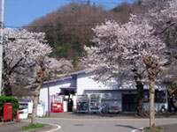 富士急行線 田野倉駅の桜の写真