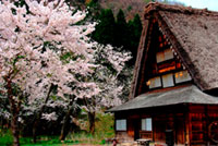 白川郷の桜の写真