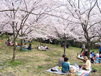 塚山公園の桜の写真