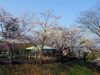 佐野城跡・城山公園の桜の写真