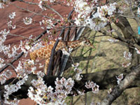 野毛山動物園（野毛山公園）の桜の写真