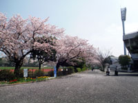 三ツ沢公園の桜の写真
