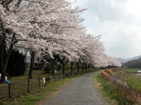 亀岡運動公園の桜の写真