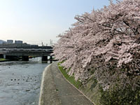 鴨川河川敷 花の回廊の桜の写真