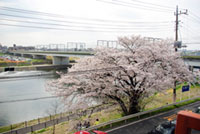 多摩川河川敷（第三京浜～丸子橋）の桜の写真
