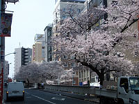 大塚駅前の桜
