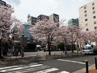 染井吉野桜記念公園（駒込駅前）の桜の写真