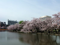 上野 不忍池の桜の写真