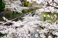 蹴上インクラインの桜の写真