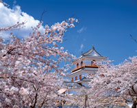 白石城跡（益岡公園）の桜の写真