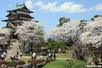 高島城（高島公園）の桜の写真