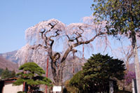 円通寺の桜の写真