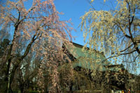 慈眼寺（群馬）の桜の写真