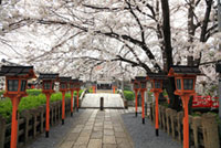 六孫王神社の桜の写真