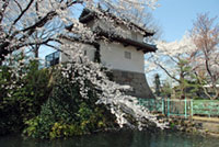 高崎城址の桜