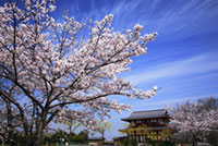 平城宮跡歴史公園の桜の写真
