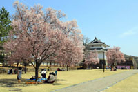甲府城(舞鶴城公園)の写真