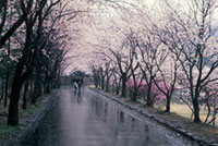 山梨縣護國神社の桜の写真