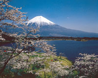 田貫湖の桜の写真