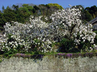 最福寺の桜の写真