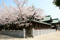 大阪天満宮の桜の写真