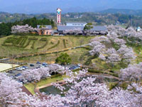 吉四六ランドの桜の写真