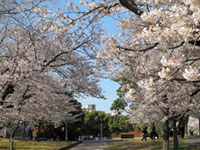 長崎原爆落下中心地（平和公園）の桜の写真