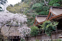 吉野水分神社の桜の写真