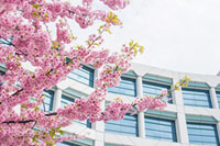 中山競馬場の桜の写真