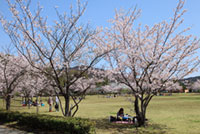 鳥羽市民の森公園の桜の写真