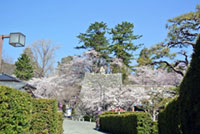 松坂城跡（松阪公園）の桜の写真
