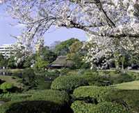 水前寺成趣園の桜の写真