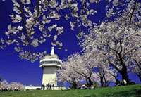 国分城山公園の桜の写真