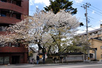 松月寺の桜の写真