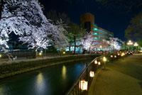 広瀬川河畔緑地の桜の写真