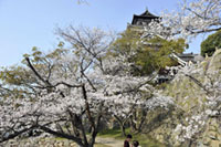 広島城の桜の写真