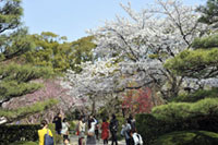 縮景園の桜の写真