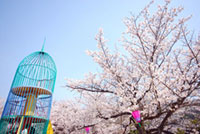 串山公園の桜の写真