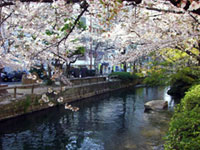 西川緑道公園の桜の写真