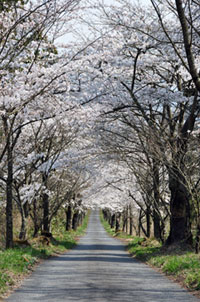茅部神社の桜の写真